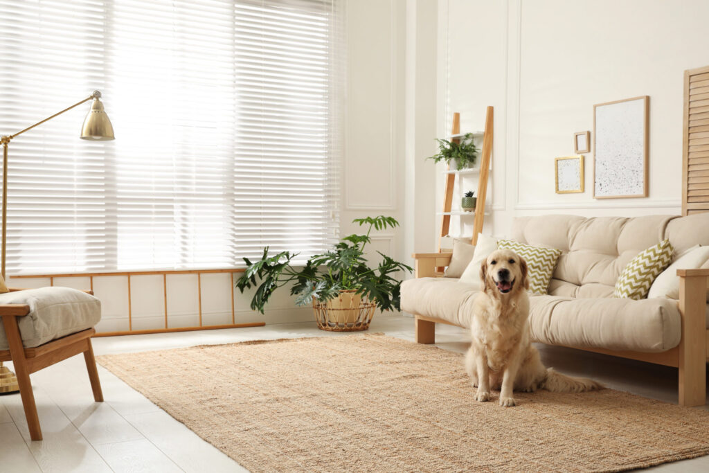 Adorable Golden Retriever dog in living room